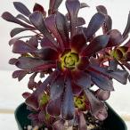 観葉植物アエオニウム黒法師3号ポット