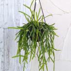 観葉植物/棚卸セール リプサリス:ミクランサ 5号吊り鉢