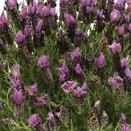  трава. рассада лаванда ( French ) van tela лиловый 3.5 номер pot 