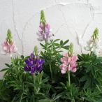 草花の苗ルピナスピクシーデライトパ...