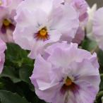 草花の苗MSKガーデン小輪フリンジ...