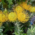 花木 庭木の苗/(わけあり特価)リューコスペルマム:カーニバルイエロー7号鉢植え