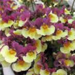 草花の苗ネメシアチョコバナナ3号ポ...