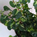 観葉植物 フィカス プミラ コアラ3号ポット