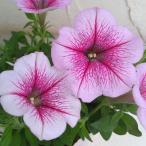 草花の苗ペチュニア華劇ラズベリーア...