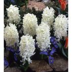 球根ヒヤシンスカーネギー3球入り