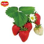  овощи. рассада / клубника :...teka! клубника 3 номер pot 24 АО комплект бесплатная доставка 