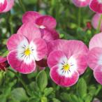 草花の苗 見元園芸さんのビオラ 桜子日記