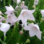 草花の苗/おもてなしキキョウ：一重...