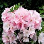 �Ԗ� ��؂̕c ���˃c�c�W �P�E��4���|�b�g