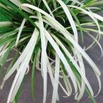 草花の苗 ヤブラン（リリオペ） ピュアブロンド 3-3.5号ポット