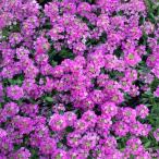 草花の苗アリッサムアルールローズ3...