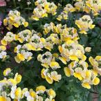 草花の苗ネメシアメーテルターメリッ...