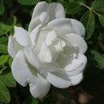 バラの苗/千年のバラ メイクイ:唐華(とうか)6号ポット*