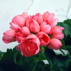 . цветок. рассада герань ( тюльпан ..) розовый хлеб гонг 3.5 номер pot 