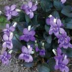 草花の苗/宿根ビオララブラドリカ3...