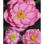 ショッピングクリスマスローズ 曽田園芸さんのクリスマスローズ ダブルピンク系3.5号ポット