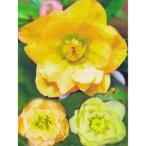 ショッピングクリスマスローズ 曽田園芸さんのクリスマスローズ ダブルイエロー系3.5号ポット