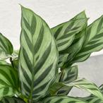 観葉植物 カラテア フレディ 4号鉢植え