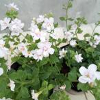 草花の苗バラ咲きバコパスコーピアピ...