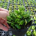 観葉植物 シダ イチョウマメヅタ（銀杏マメヅタ）3号ポット