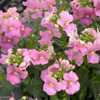 草花の苗ネメシアアレンジピンク3....