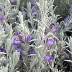 ショッピングニベア 草花の苗 エレモフィラ スノークリスタル2.5-3号ポット