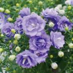 草花の苗26年12月上中旬予約カン...