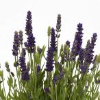 ショッピングハーブ ハーブの苗 ラベンダー ブルースピア3号ポット