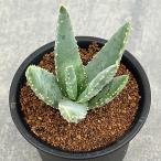 観葉植物/アロエ：ディコトマ３号ポット