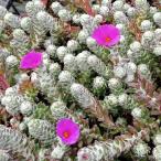 観葉植物ポーチュラカリアウェルデル...