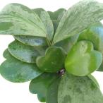 観葉植物/サマーセール ホヤ:カーリースプラッシュ(斑入り) 4号鉢植え