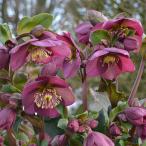 クリスマスローズ *HGC Ice N’roses 氷の薔薇 レッド4.5号ポット