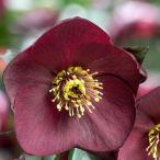 クリスマスローズ *HGC Ice N’roses 氷の薔薇 ブルネッロ3.5号ポット