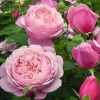 バラの苗 （わけあり特価）デルバールローズ シャンテ・ロゼ・ミサト新苗4号鉢植え 送料無料