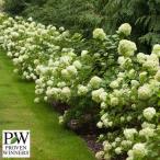 常緑樹の植木、庭木