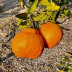 果樹の苗デコポン4〜5号ポット