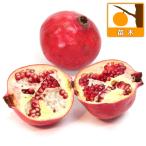 果樹の苗/ザクロ：カリフォルニア4...