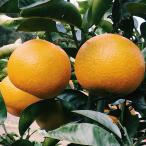 果樹の苗/ハッサク4〜5号ポット