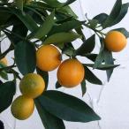 果樹の苗/キンカン：ニンポウ金柑4...