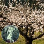  фруктовое дерево. рассада ume( слива )... ..(.. слива ) контактный дерево рассада 4~5 номер pot 