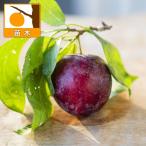 果樹の苗/スモモ：太陽4〜5号ポット