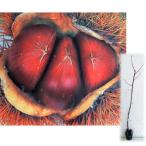 果樹の苗/クリ：シホウ4〜5号ポット