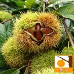 果樹の苗/クリ：いしづち4〜5号ポット