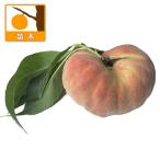 果樹の苗 モモ（桃） 蟠桃（バントウ）4.5〜5号ポット（チャイナピーチ）