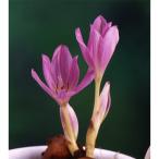 サフラン 球根 Amazon 楽天 ヤフー等の通販価格比較 最安値 Com