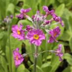  луговые и горные травы. рассада k Lynn saw фиолетовый цветок 3 номер pot 