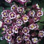 草花の苗/オダマキ：ウィンキーレッ...