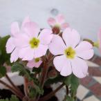 草花の苗 プリムラ シネンシス 桜子（さ