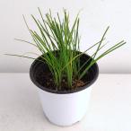 ハーブの苗クッキングハーブチャイブ...